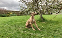 Whippet dogs for stud: PEDIGREE KC REGISTERED WHIPPET AT STUD in Salisbury - Image 4