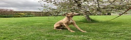 Whippet dogs for stud: PEDIGREE KC REGISTERED WHIPPET AT STUD in Salisbury - Advert 4
