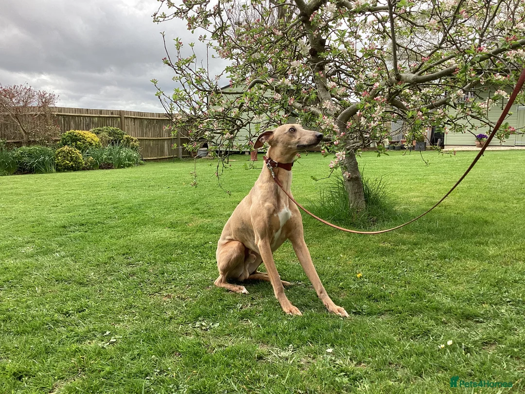Whippet dogs for stud: PEDIGREE KC REGISTERED WHIPPET AT STUD in Salisbury - Advert 4