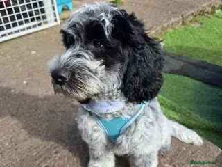 Cockapoo dogs 11 month old Cockapoo male - Advert 9