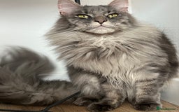 Maine Coon cats for sale: Maine coon  - Image 5