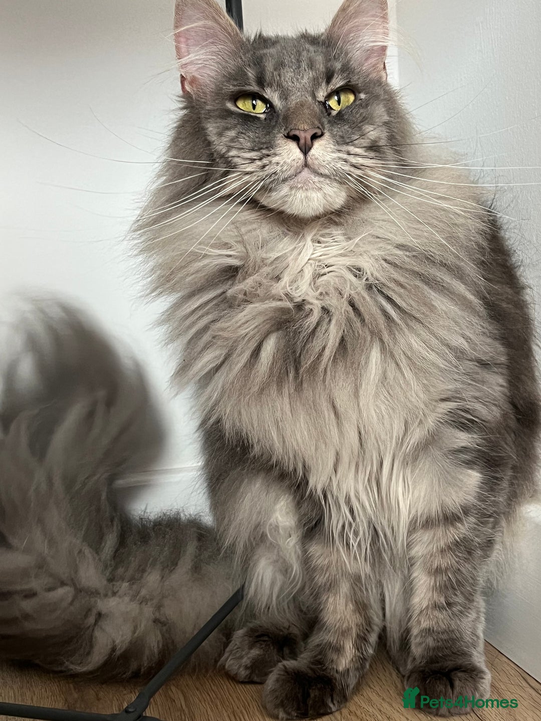 Maine Coon cats for sale: Maine coon  - Image 5