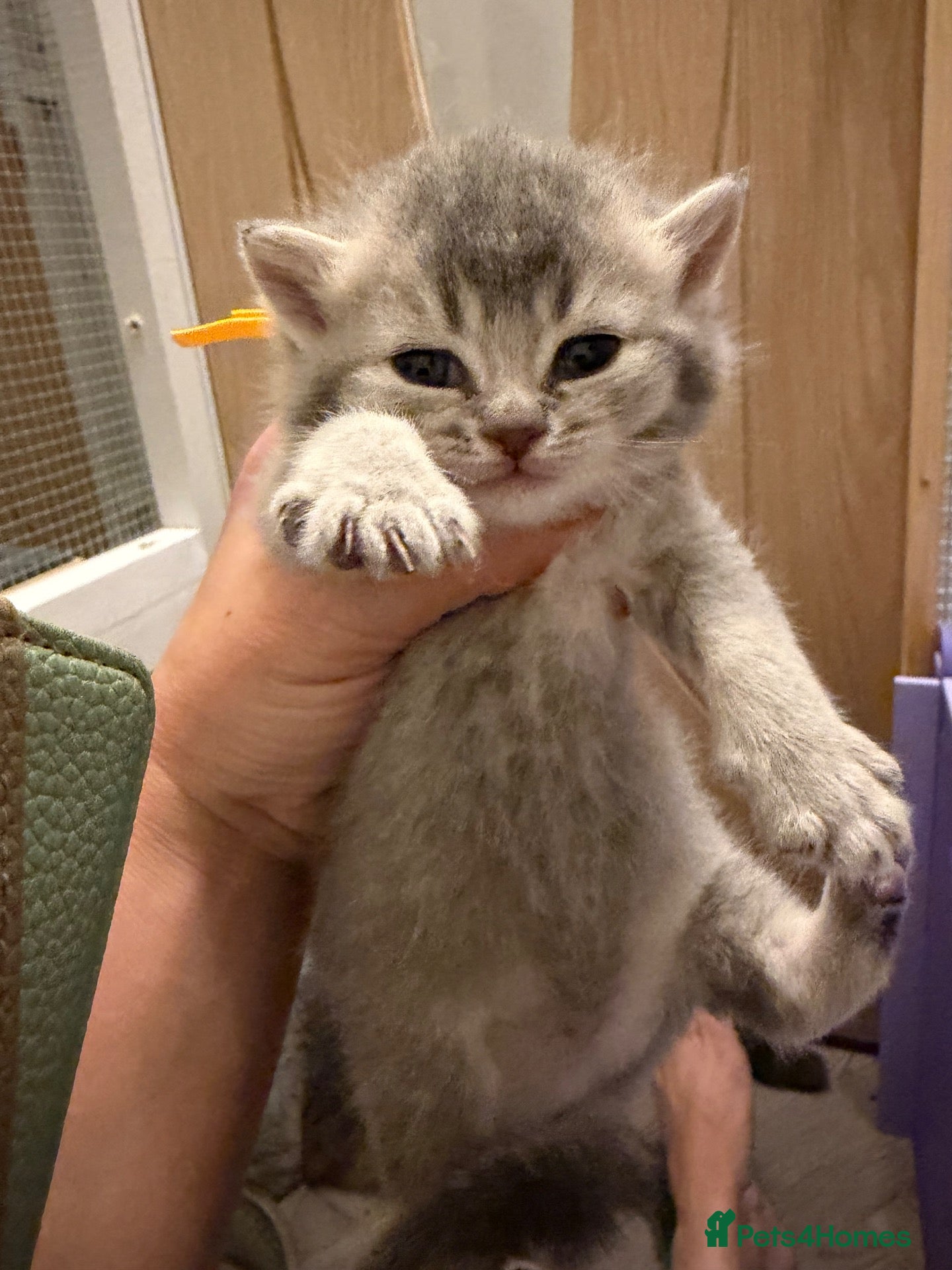 British Shorthair cats BSH chinchila Tica registered 💝💝🌟🌟🌟🌟🥇🥇🥇🥇 - Advert 2
