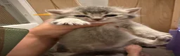 British Shorthair cats for sale: BSH chinchila 💝💝🌟🌟🌟🌟🌟🥇🥇🥇🥇 - Advert 21