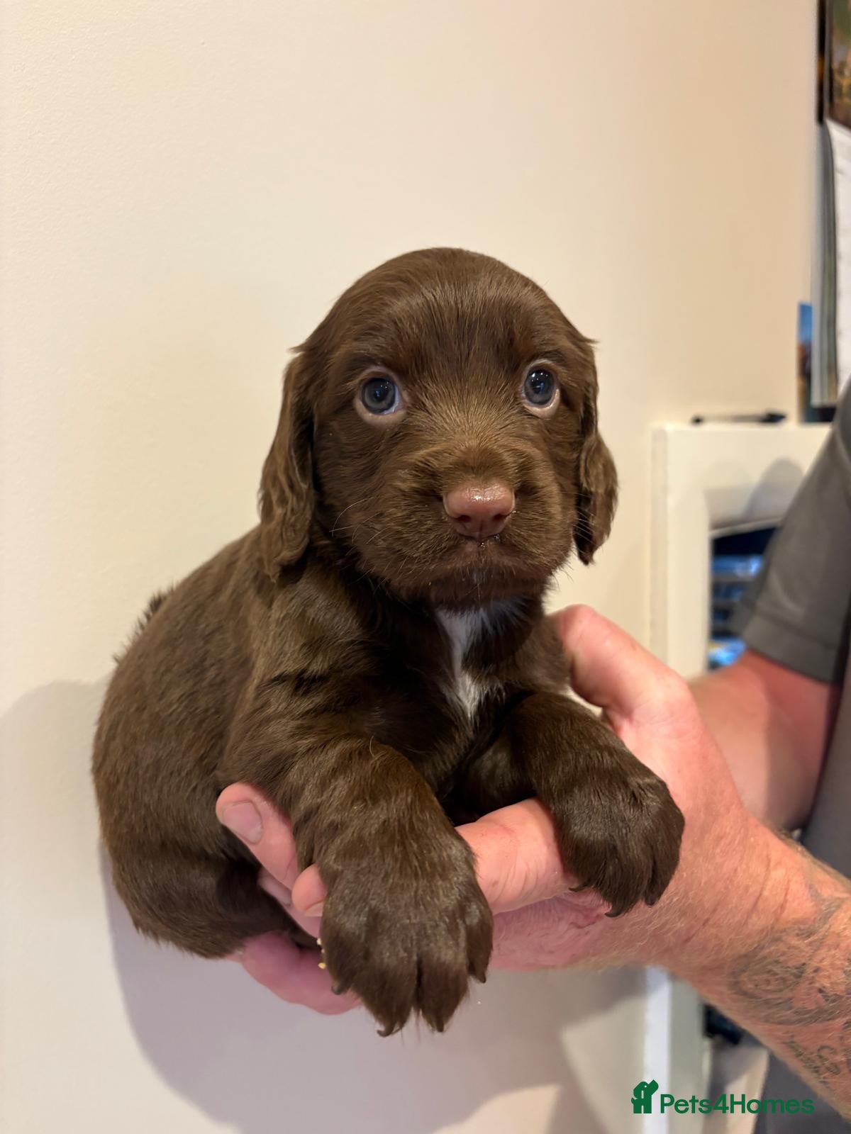 Sprocker dogs Sprocker spaniel puppies  - Advert 1