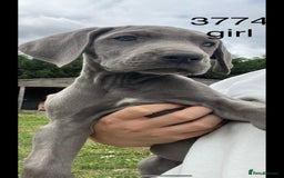 Great Dane dogs for sale: 7 left -12 beautiful Great Dane puppies black/blue - Image 1