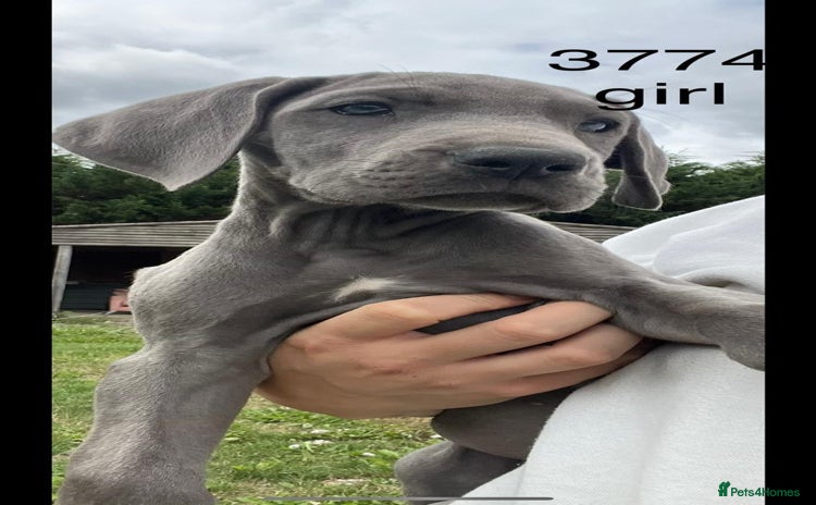Great Dane dogs - Advert 1