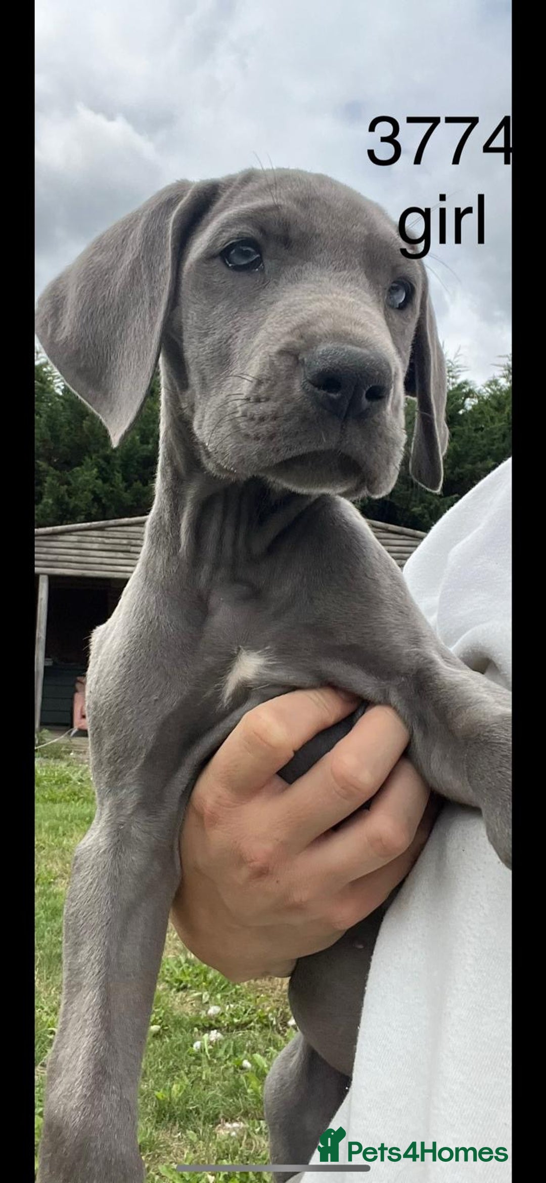 Great Dane dogs for sale: 7 left -12 beautiful Great Dane puppies black/blue - Image 1