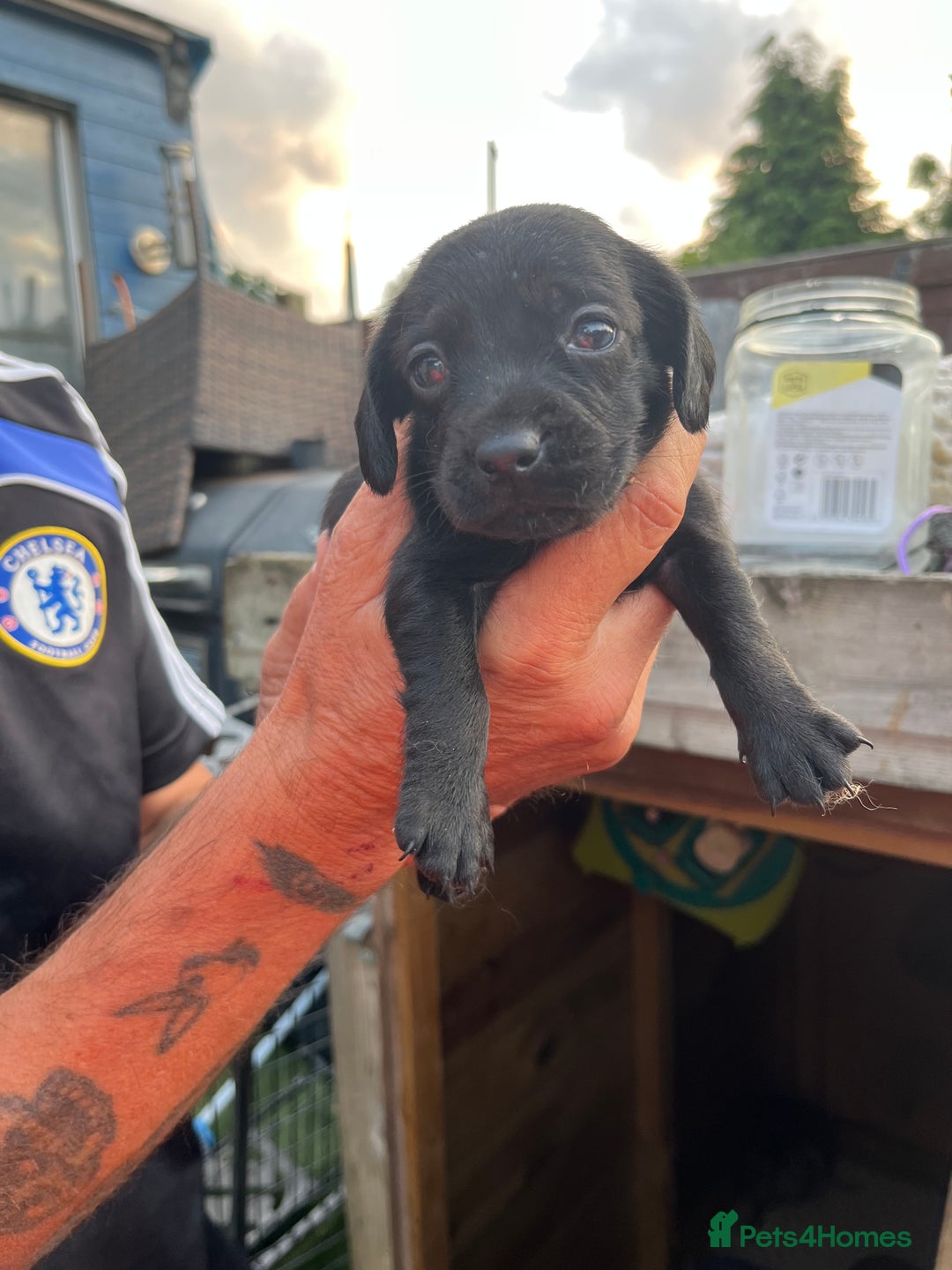 Mixed Breed dogs for sale: Beautiful cockepoo cross Miniature Dachshund pups  - Image 4