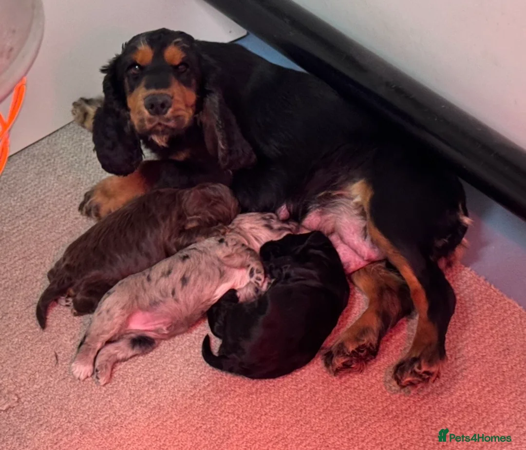 Cockapoo dogs for sale: Beautiful Health Tester Cockapoo Babies 🐾🐾🐾 - Advert 14