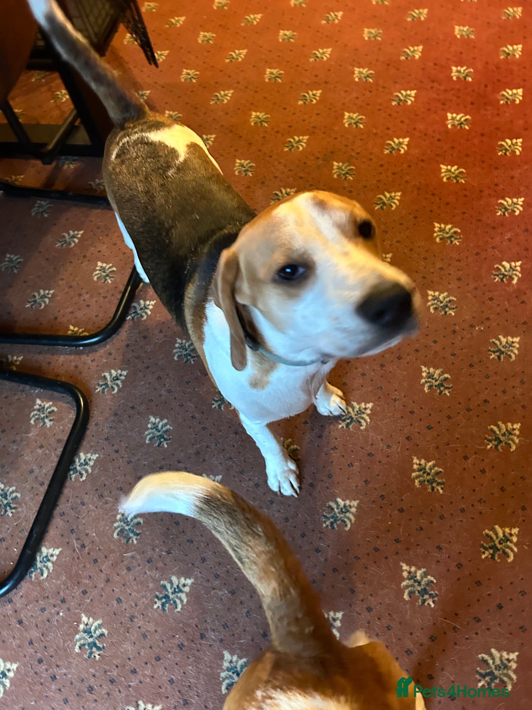 Beagle dogs for sale: Archie the Beagle for sale  - Image 9
