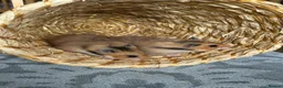 Hamster rodents for sale: Beautiful baby Syrian Hamsters Sheffield - Advert 19