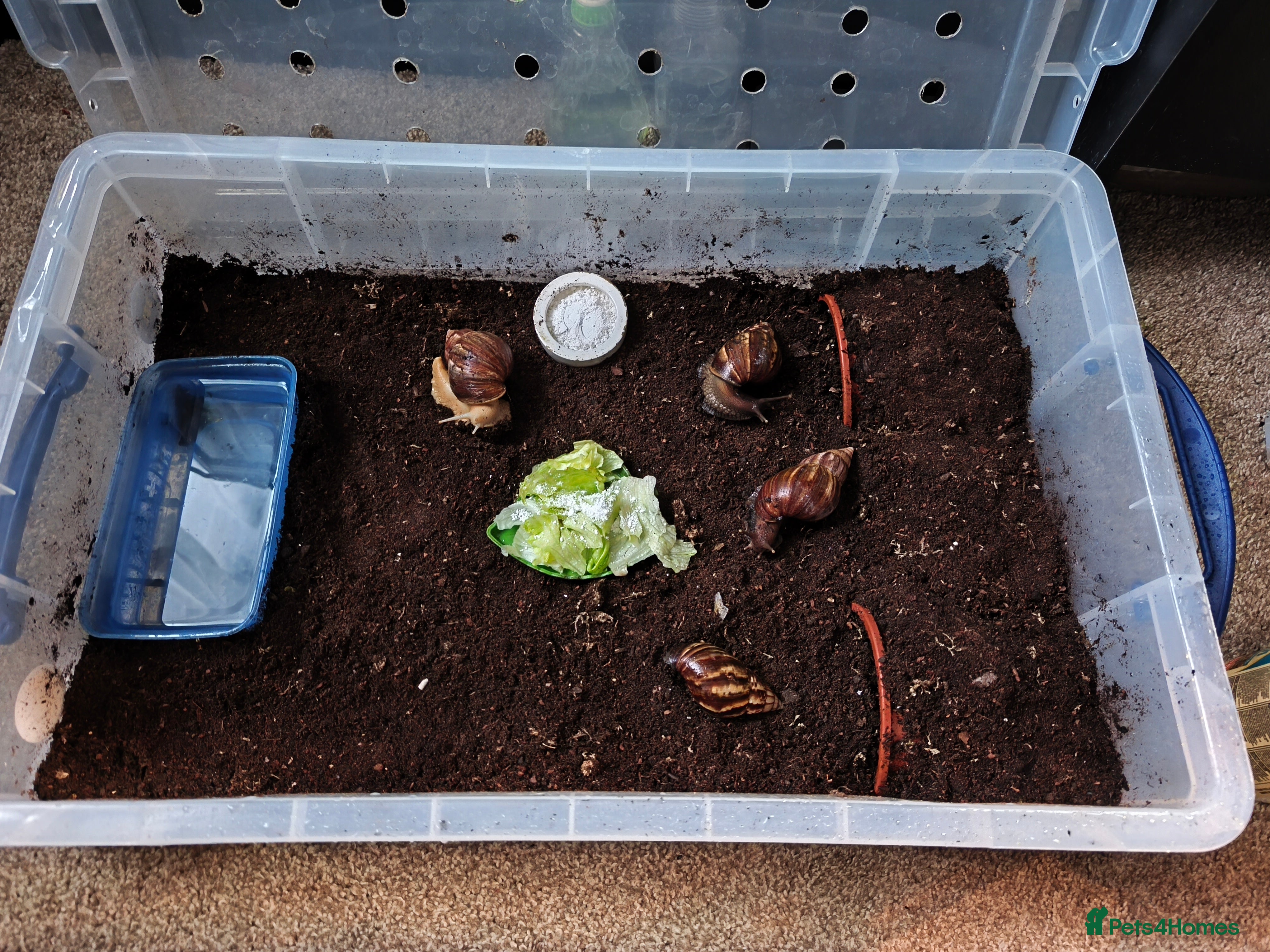 Snails invertebrates Four Giant African Land Snails for sale - Advert 14