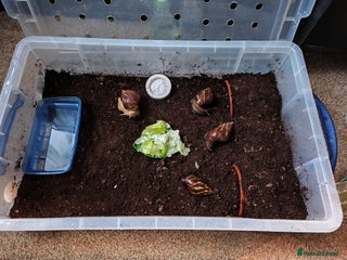 Snails invertebrates Four Giant African Land Snails for sale - Advert 14