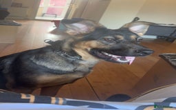 Mixed Breed dogs for sale: Playful puppy needing loving home - Image 5