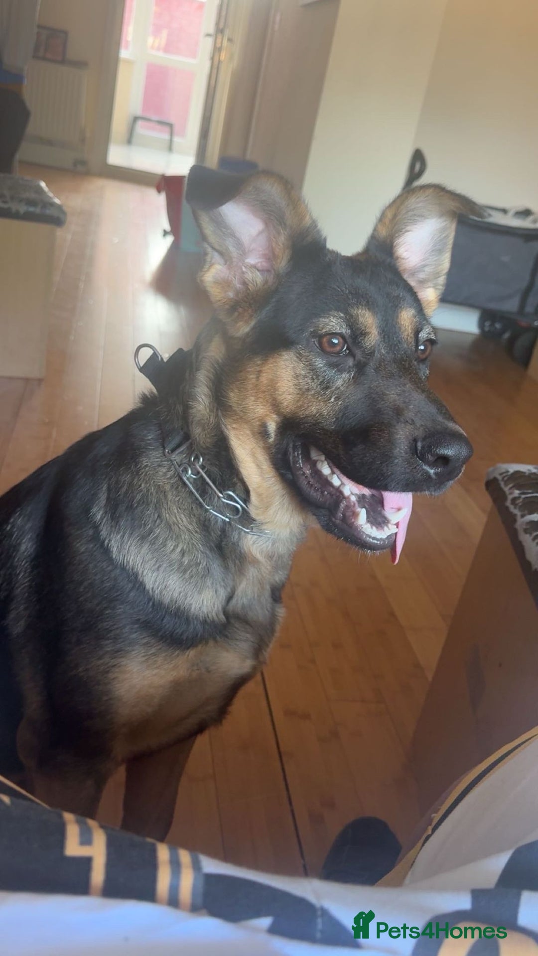 Mixed Breed dogs for sale: Playful puppy needing loving home - Image 5