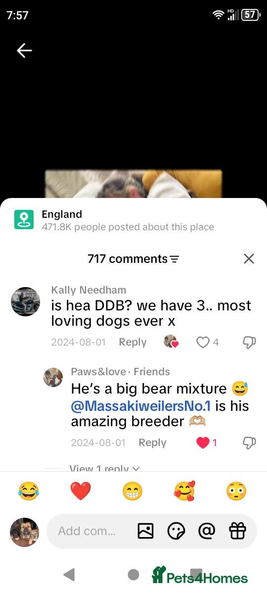Mixed Breed dogs Masakiweiler (mastiff x akita x rottweiler) pups - Advert 2