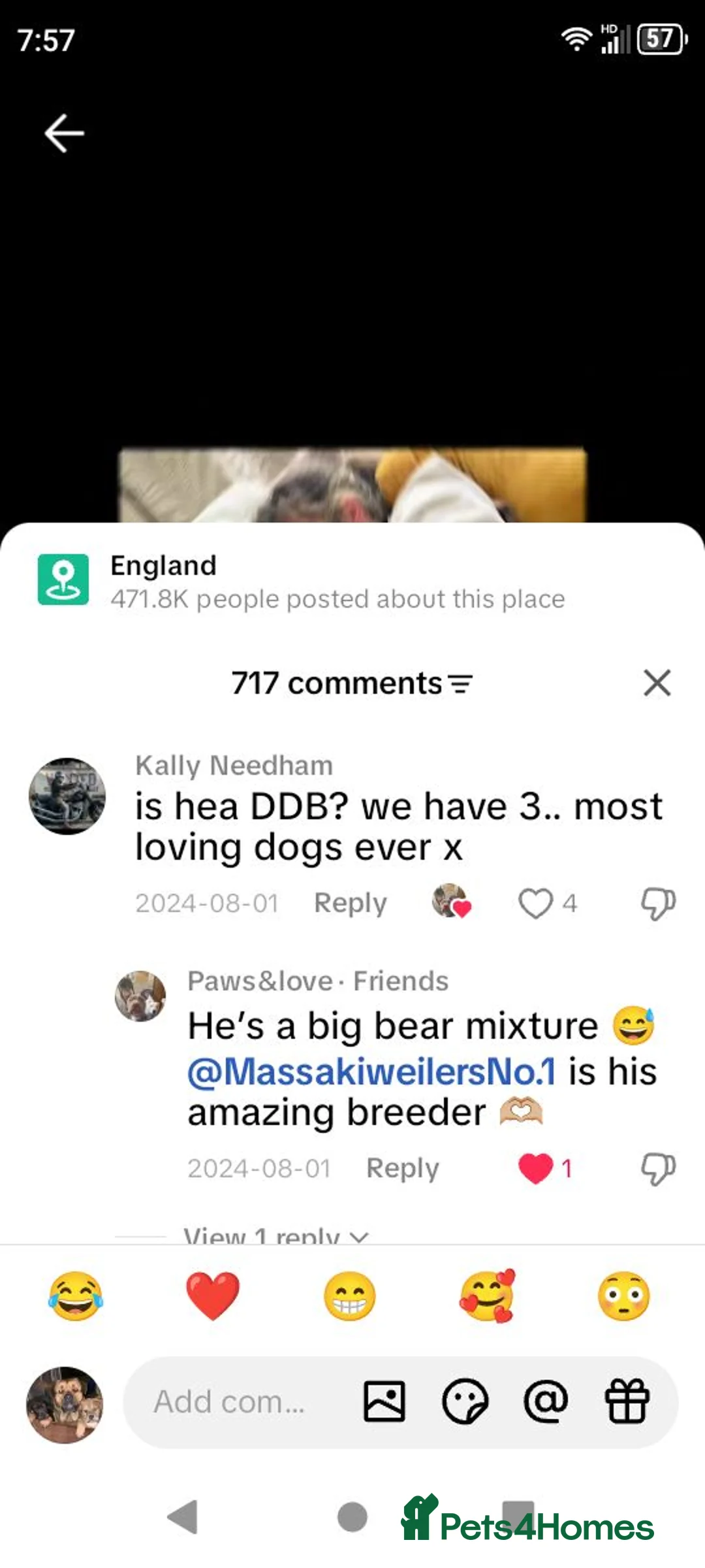 Mixed Breed dogs for sale: Masakiweiler (mastiff x akita x rottweiler) pups - Advert 2