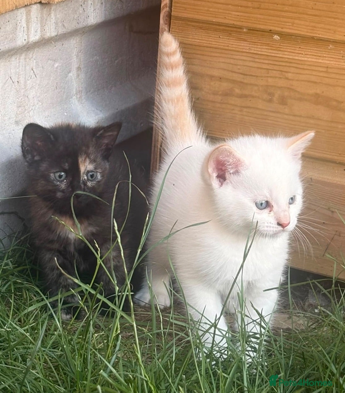 Siamese cats Stunning kittens  - Advert 2