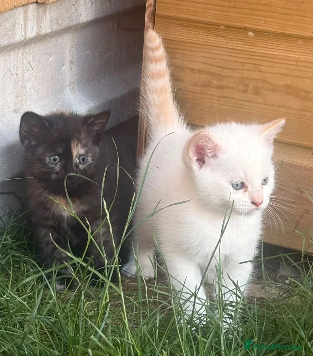 Siamese cats for sale: Stunning kittens  in Salisbury - Advert 1
