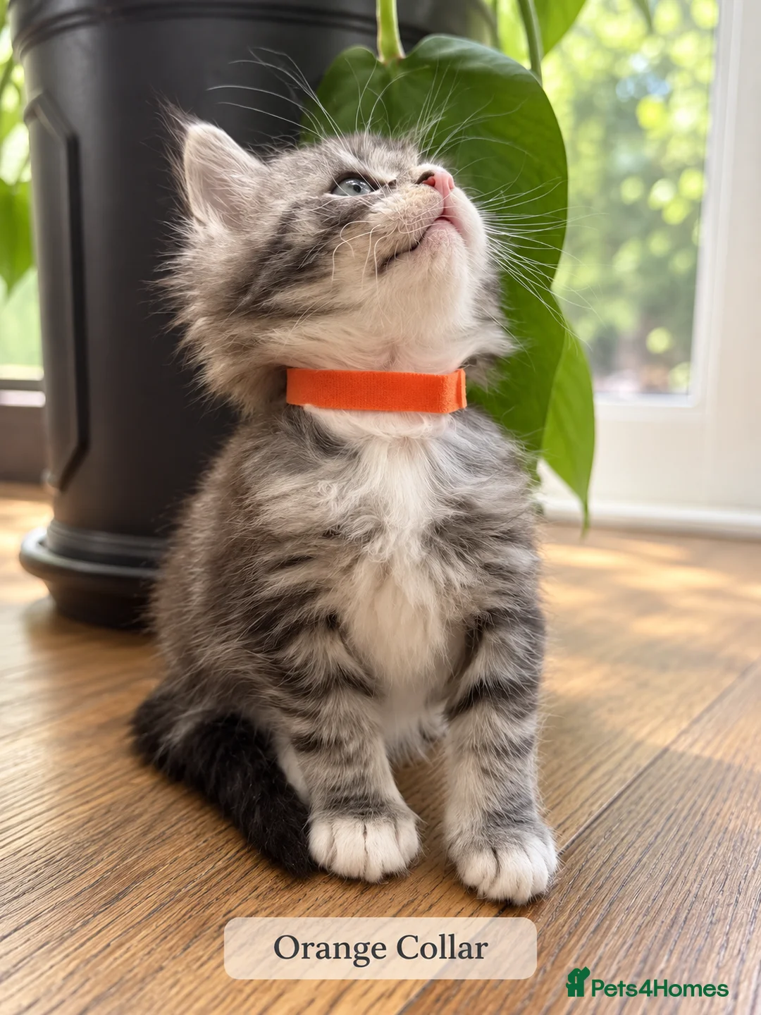 Maine Coon cats for sale: Maine Coons. Russian & E. European Champion Lines in London - Advert 2