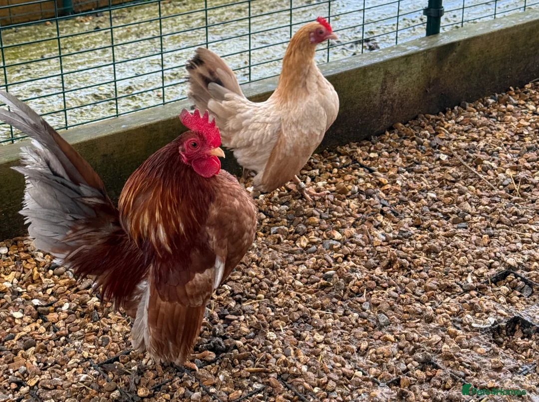 Chickens poultry for sale: Beautiful Trios of Bantams - Advert 9