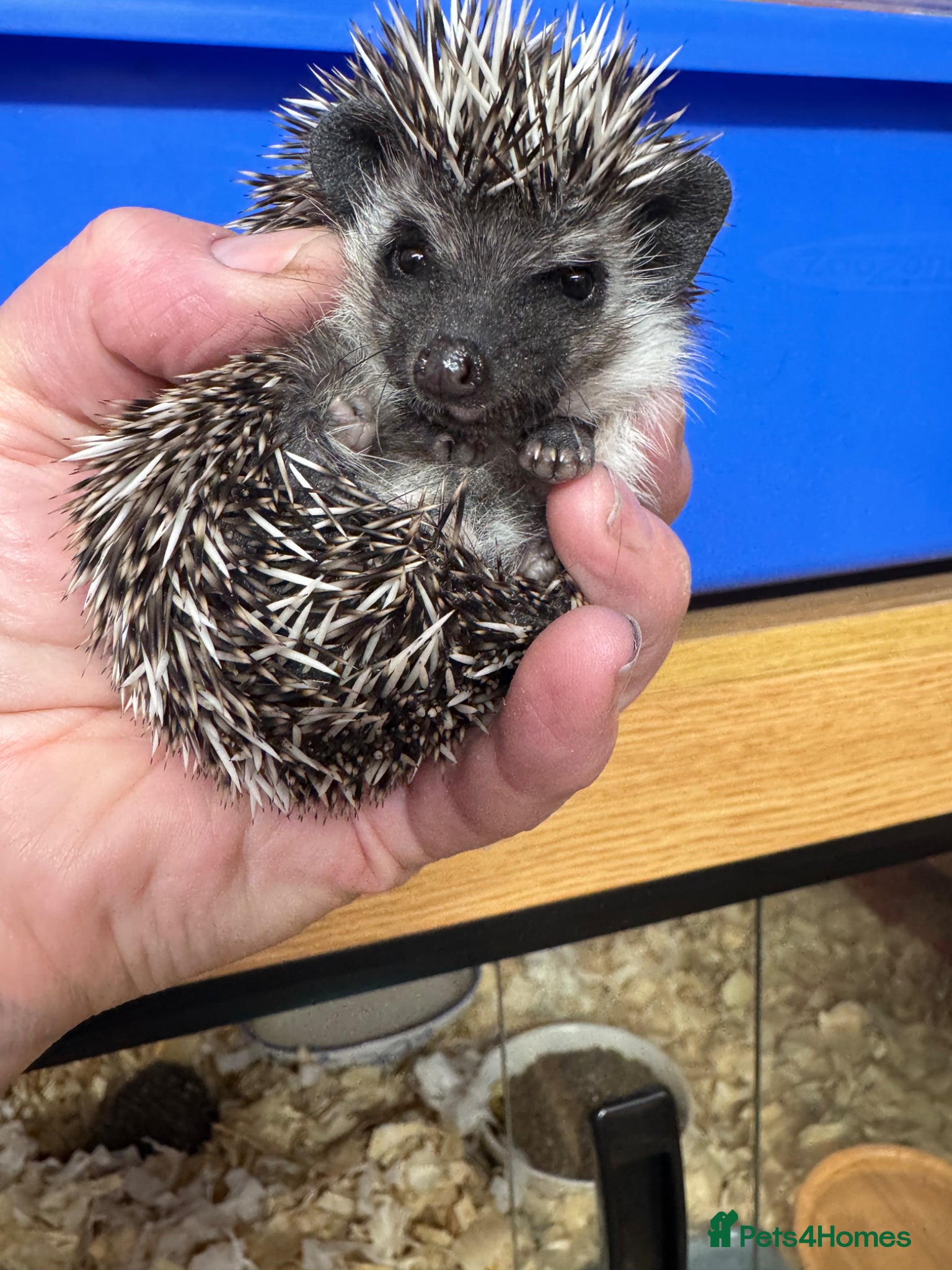 Pygmy Hedgehog rodents 8 week stunning mixed masked hoglets /ready !!  - Advert 2