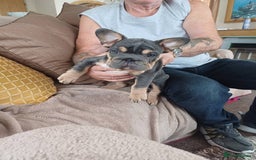 French Bulldog dogs for sale: 4 girl frenchie pups. Fluffy gene and roped nose  - Image 8