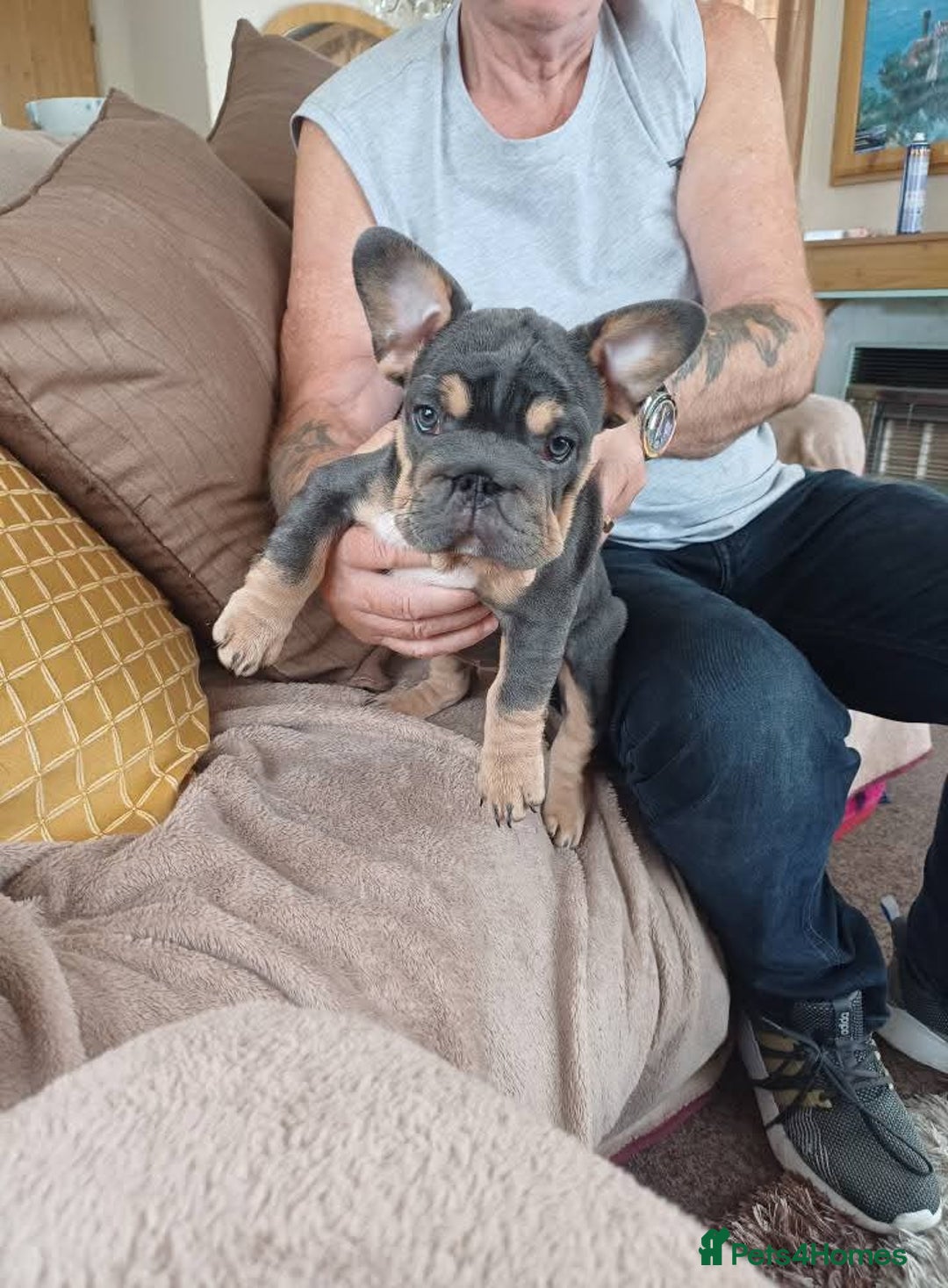French Bulldog dogs for sale: 4 girl frenchie pups. Fluffy gene and roped nose  - Image 8