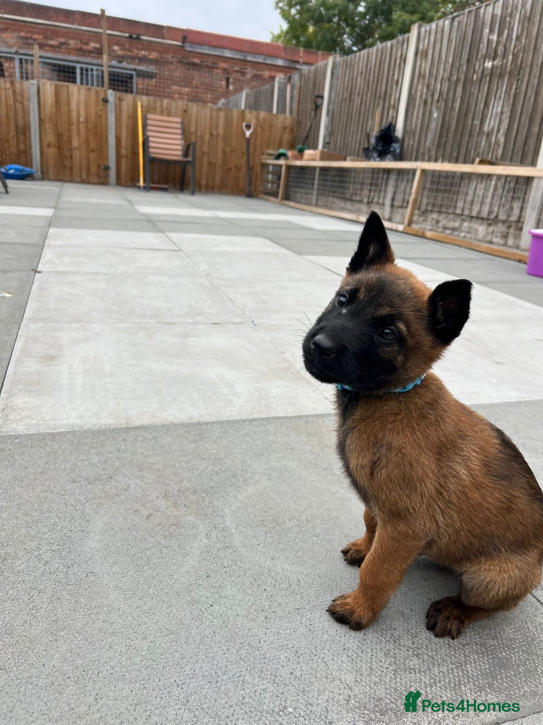 Belgian Shepherd Dog dogs for sale: Belgian malinois  - Image 6