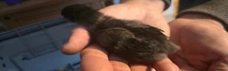 Chickens poultry for sale: Silkie x pekin bantam  - Advert 3
