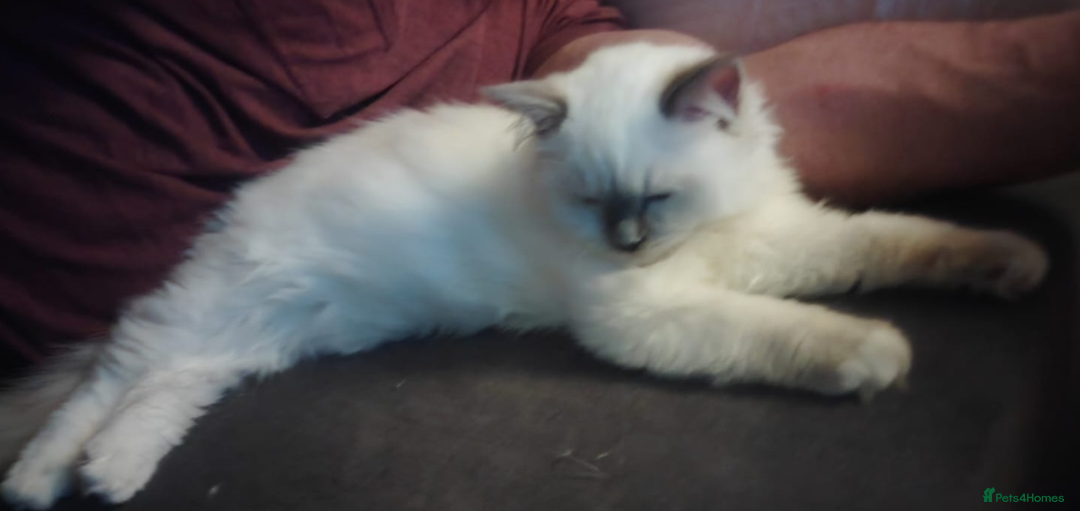 Ragdoll cats for sale: GCCF Registered Kittens*Ready to go*ONE BOY LEF* - Advert 22