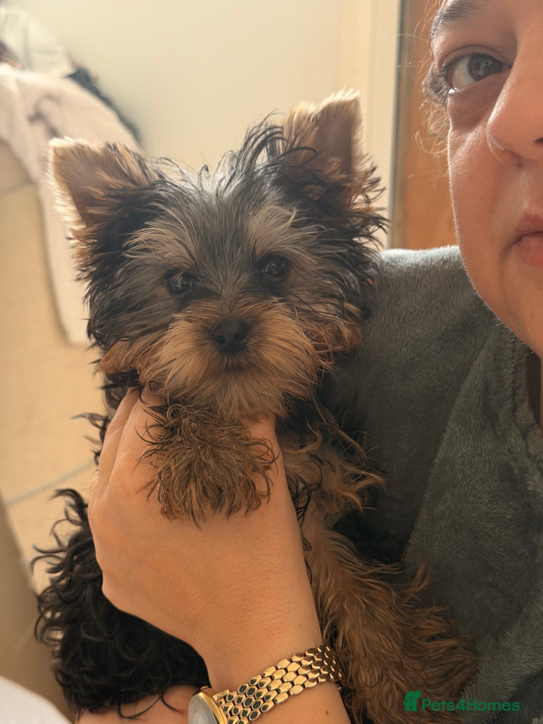 Yorkshire Terrier dogs for sale: Yorkshire terrier puppy - Advert 2