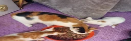 Mixed Breed cats for sale: 2 GINGER&WHITE kittens left 1 male and 1 female  in Wakefield - Advert 3