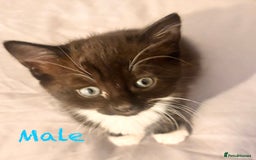 Mixed Breed cats for sale: Delightful mix-breed Siamese-black tabby-kittens - Image 28