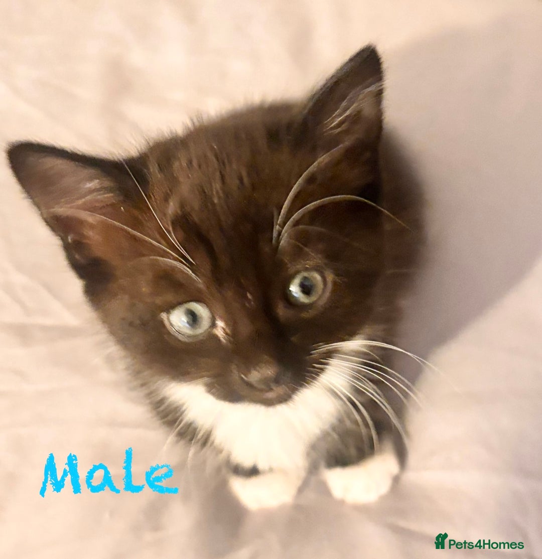 Mixed Breed cats for sale: Delightful mix-breed Siamese-black tabby-kittens - Image 28