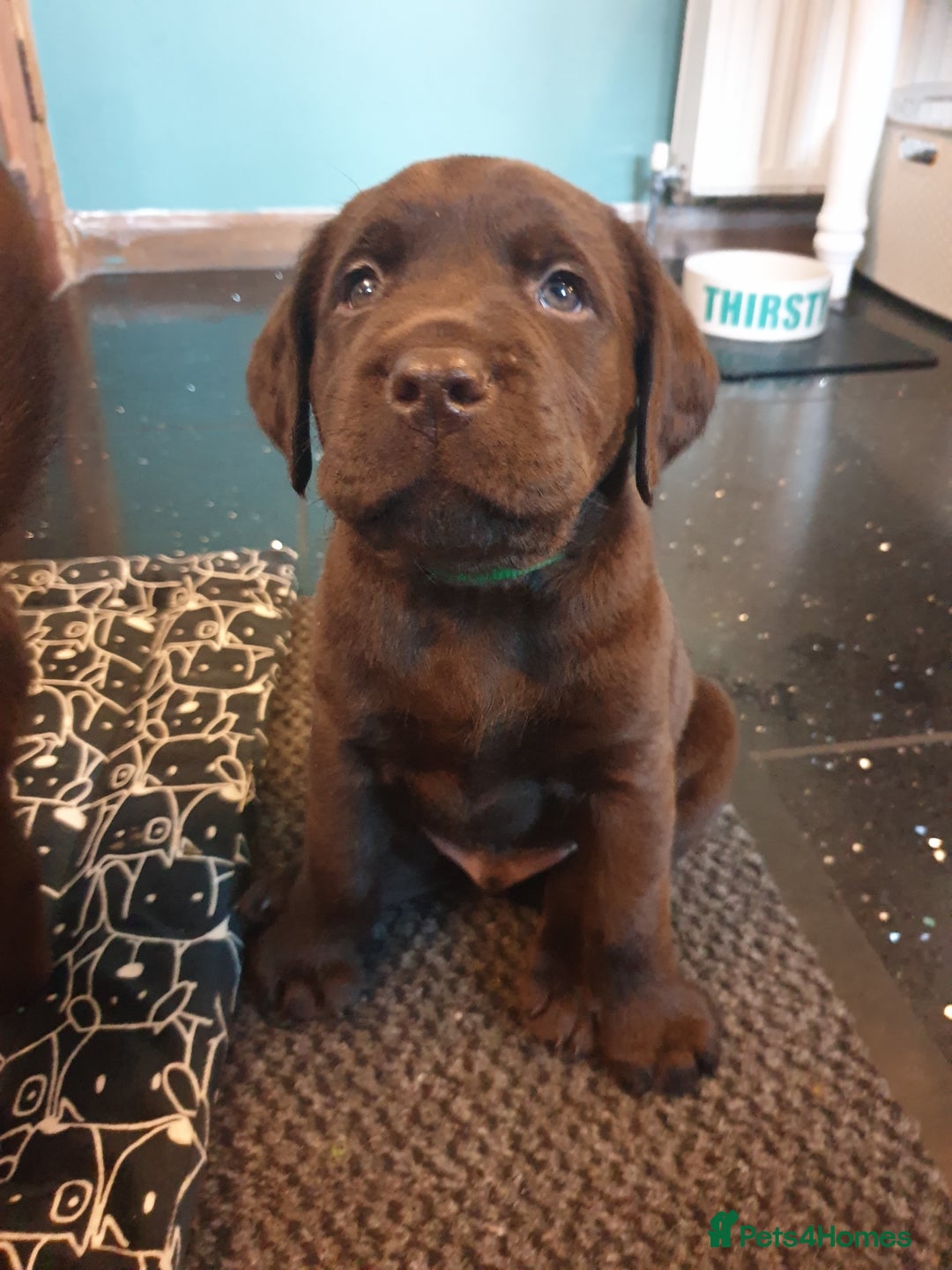 Labrador Retriever dogs for sale: Chocolate Labradors by FLASHMOUNT TENOR of TAGABEA - Image 9