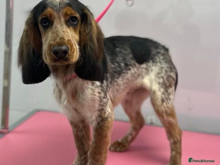 Cocker Spaniel dogs Male Cocker spaniel for Stud - Advert 1