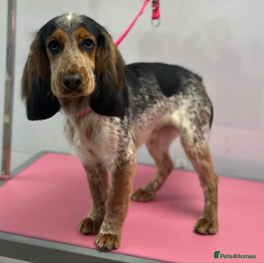 Cocker Spaniel dogs for stud: Male Cocker spaniel for Stud   - Advert 1