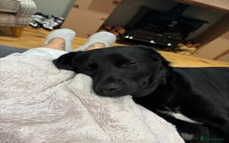 Mixed Breed dogs for adoption: Meet DIESEL, a smart Boy for the Right Loving Home - Advert 22