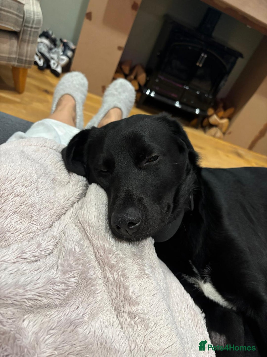 Mixed Breed dogs for adoption: Meet DIESEL, a smart Boy for the Right Loving Home - Advert 22