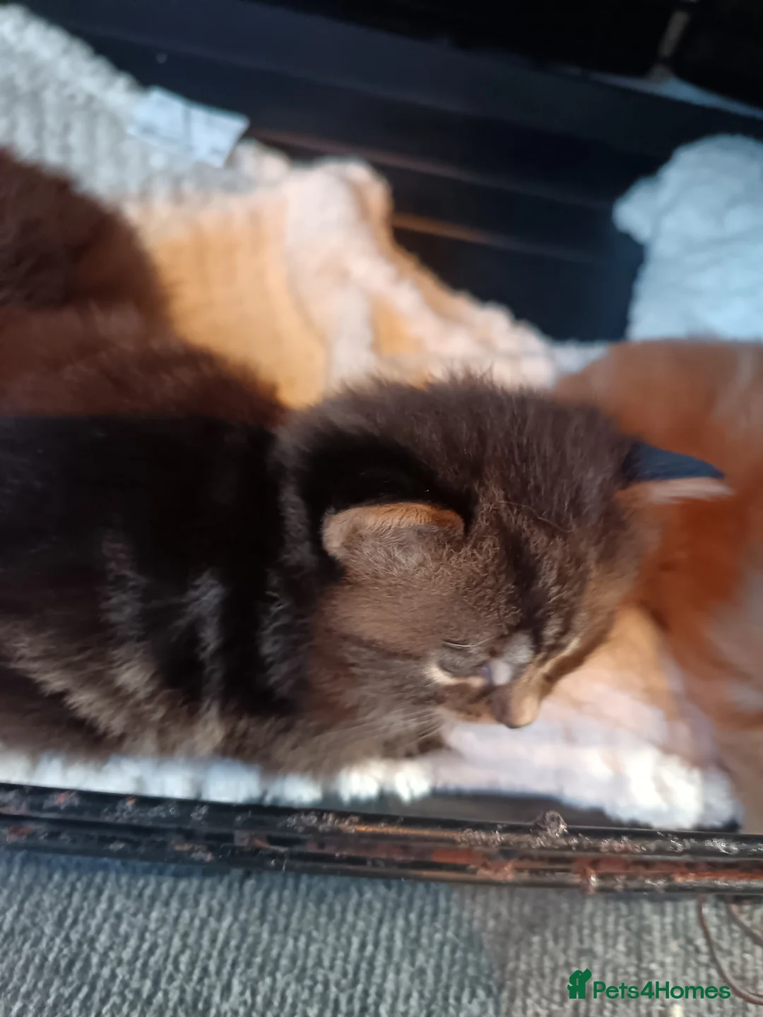 British Longhair cats for sale: 3 kittens  - Advert 8