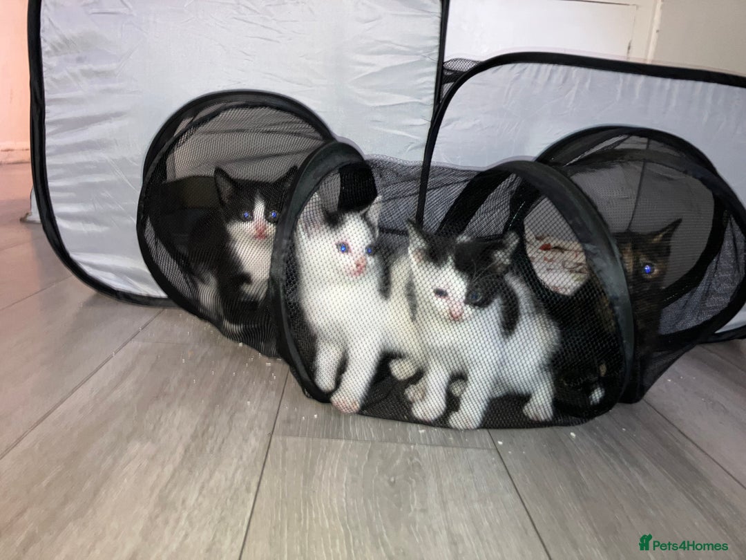 Mixed Breed cats for sale: Mixed breed kittens 8 weeks for sale  - Image 1