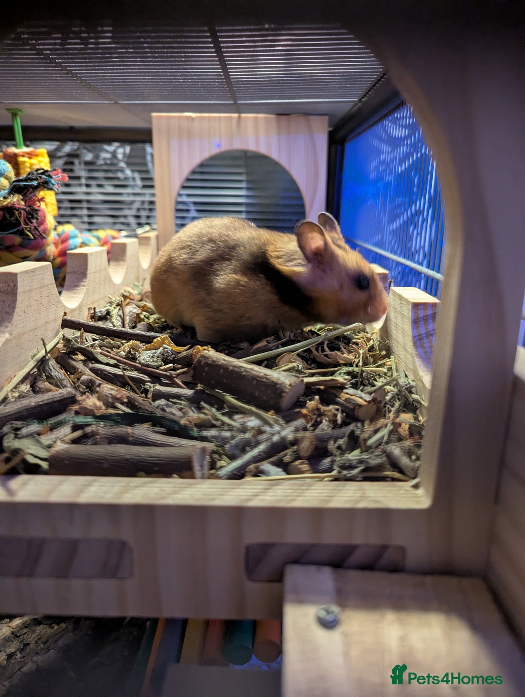 Hamster rodents for sale: Beautiful hammy in need of loving home - Advert 2