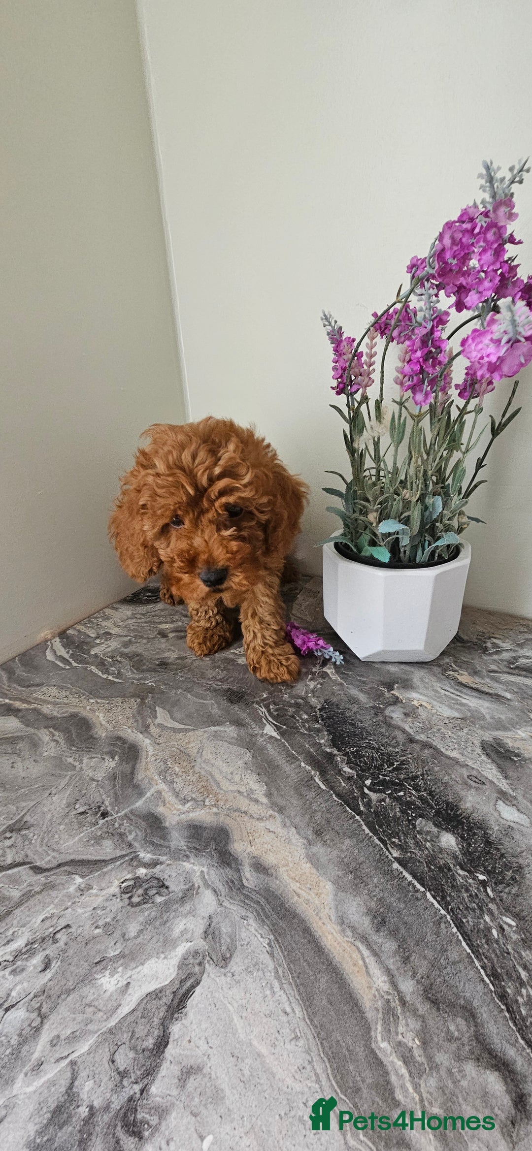 Toy Poodle dogs for sale: Beautiful Red Toy Poodle Puppies - Image 21