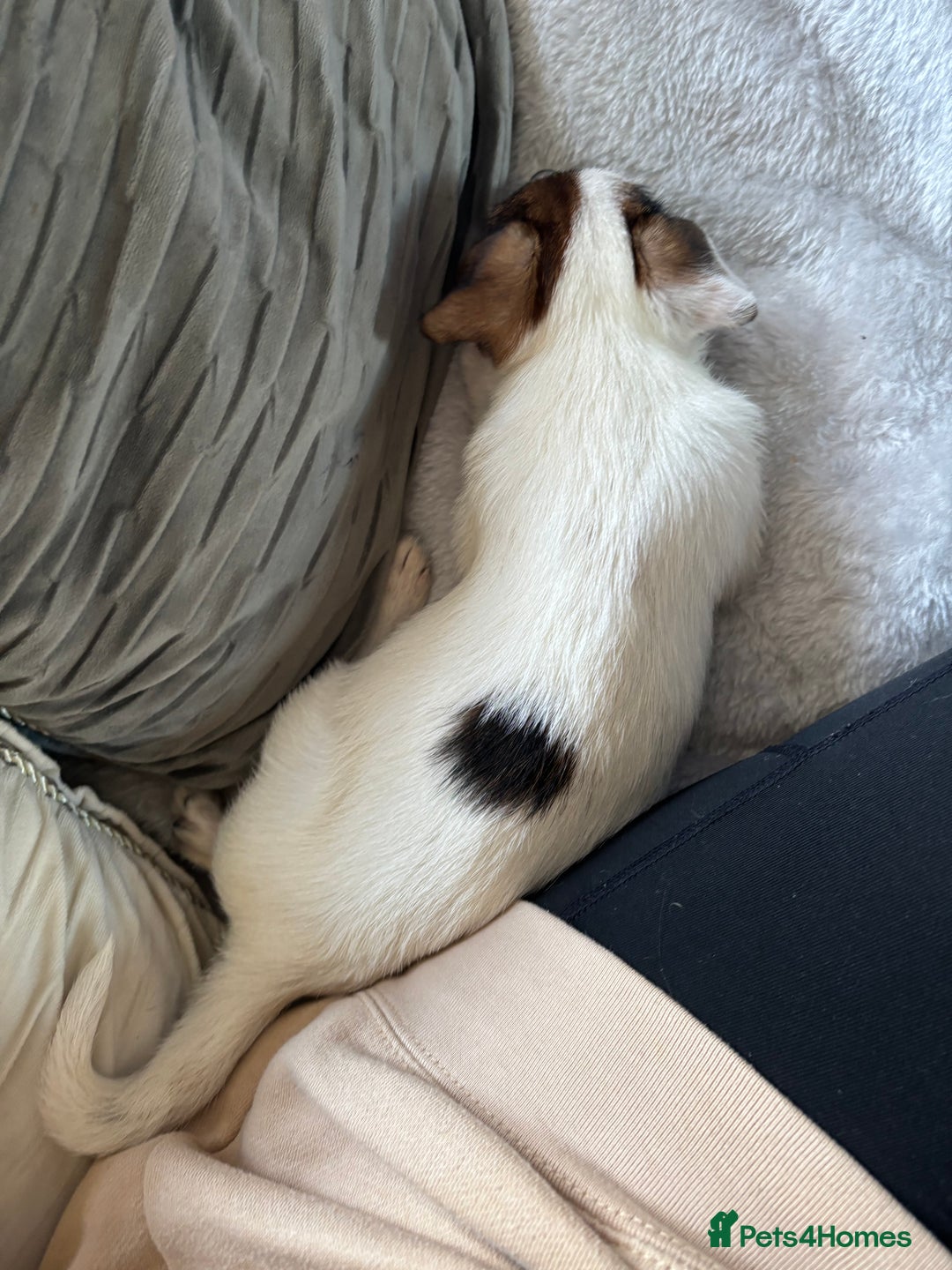 Jack Russell dogs for sale: Jack Russell girl pup  - Advert 1