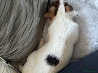 Jack Russell dogs Jack Russell girl pup - Advert 4