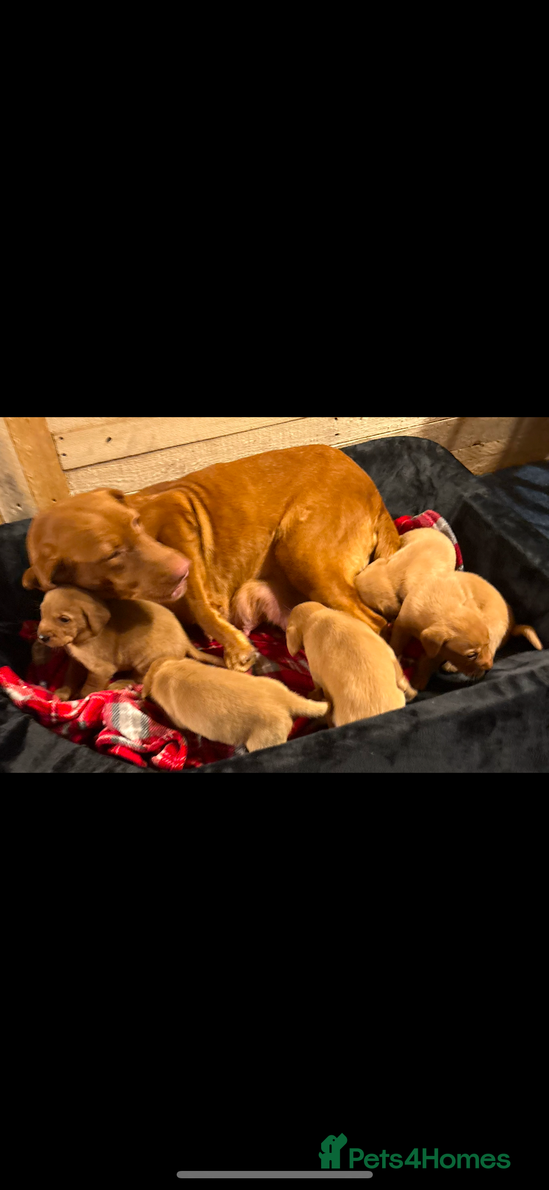 Labrador Retriever dogs Fox red Labrador puppy - Advert 3