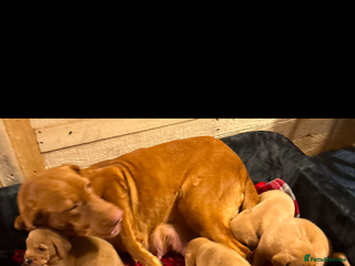 Labrador Retriever dogs Fox red Labrador puppy - Advert 1
