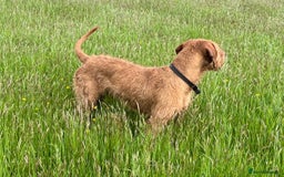 Hungarian Vizsla dogs for sale: Wire haired Hungarian Vizsla - Image 2